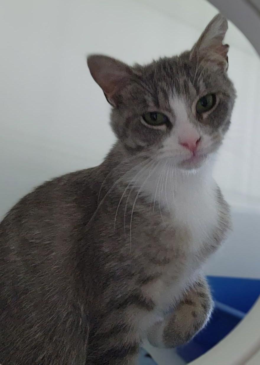 Enlarge Clover, a ADOPTABLE Domestic Short Hair in Pella, IA image 3/3