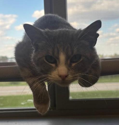 Clover, ADOPTABLE, Kitten Female Domestic Short Hair.