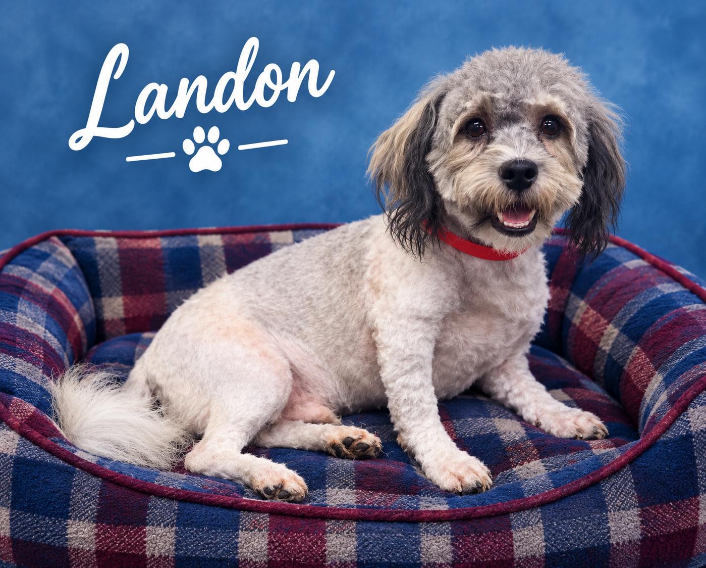 Landon, Adopted, Young Male Havanese.