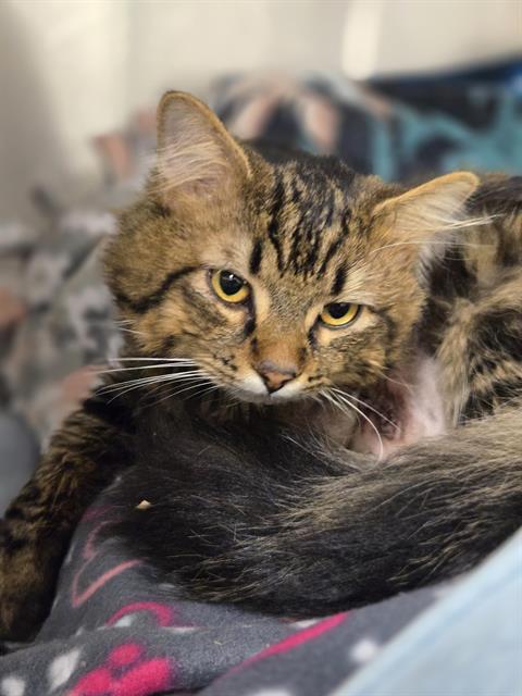 Enlarge ROOSTER, a Adoptable Domestic Medium Hair in Kent, WA image 1/1