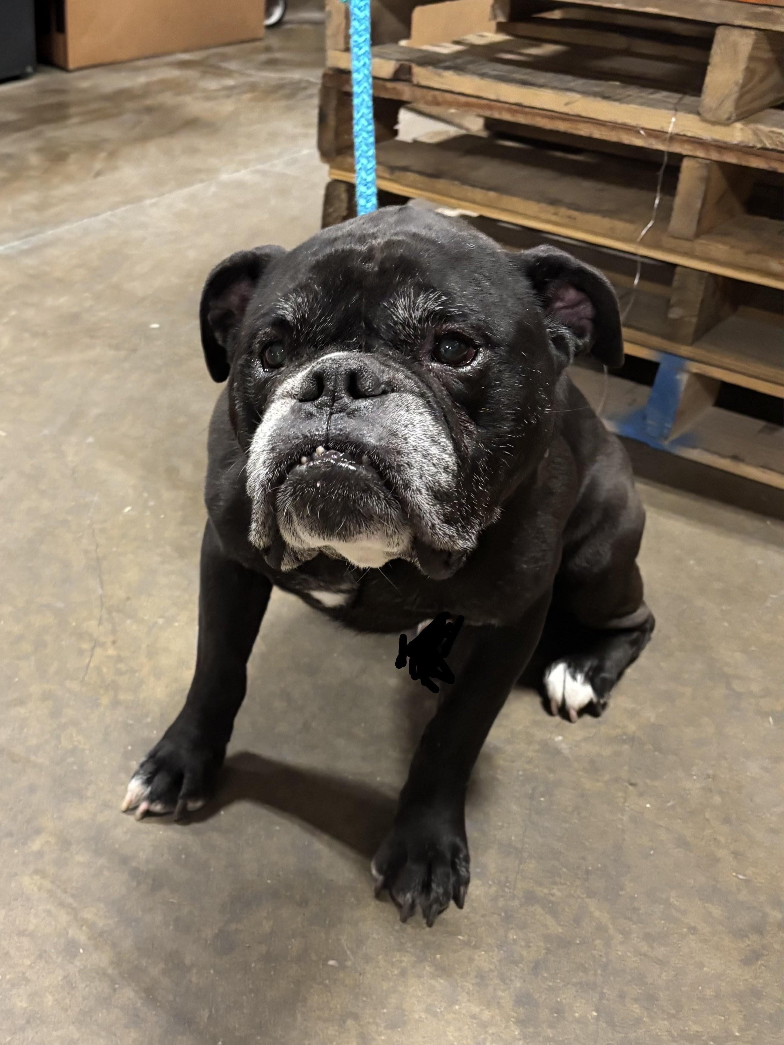 Randall, ADOPTABLE, Adult Male Bulldog.