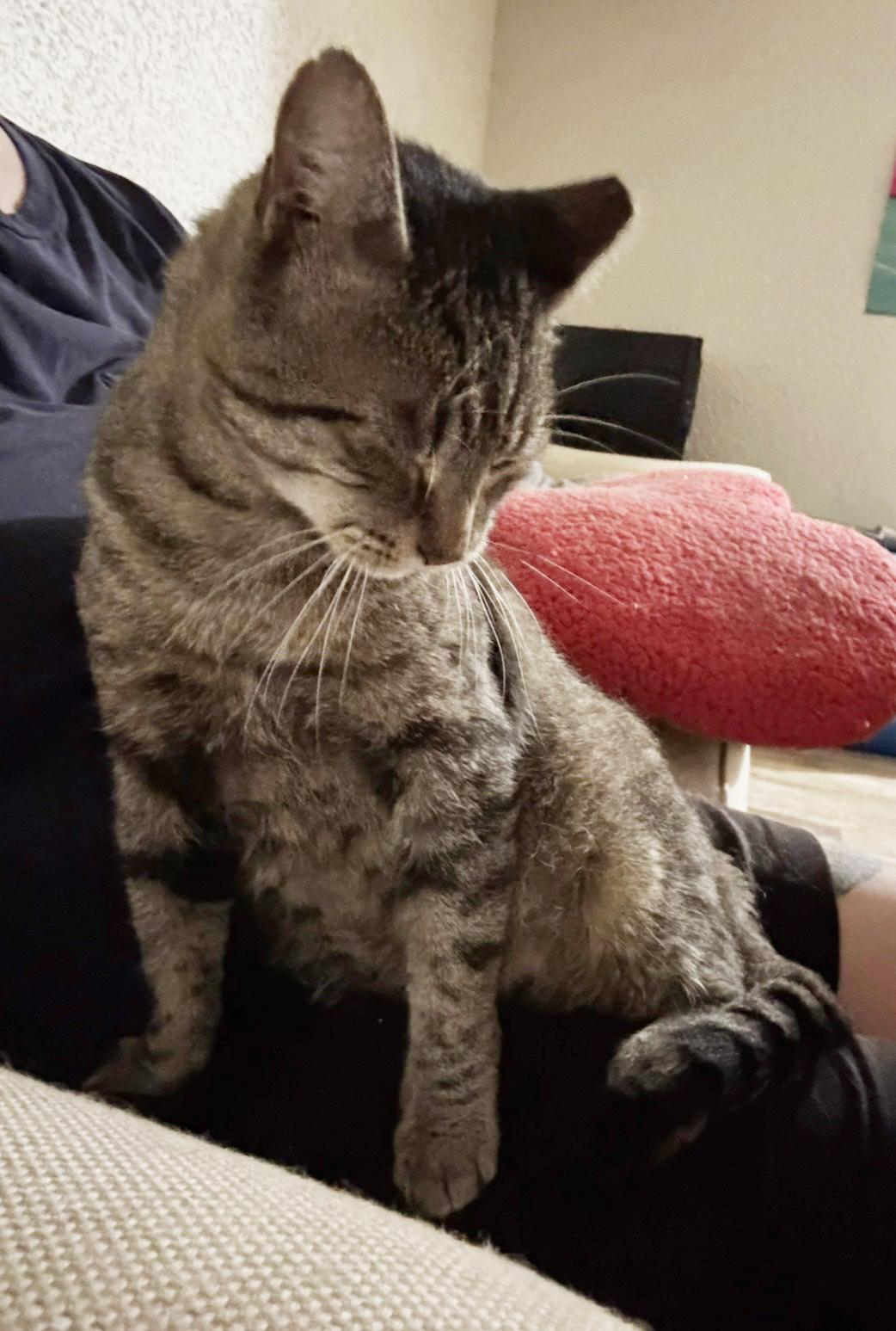 Enlarge Vinny Robinson, a Adoptable Domestic Short Hair in Philadelphia, PA image 3/6