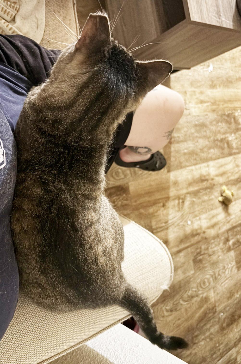 Enlarge Vinny Robinson, a Adoptable Domestic Short Hair in Philadelphia, PA image 4/6