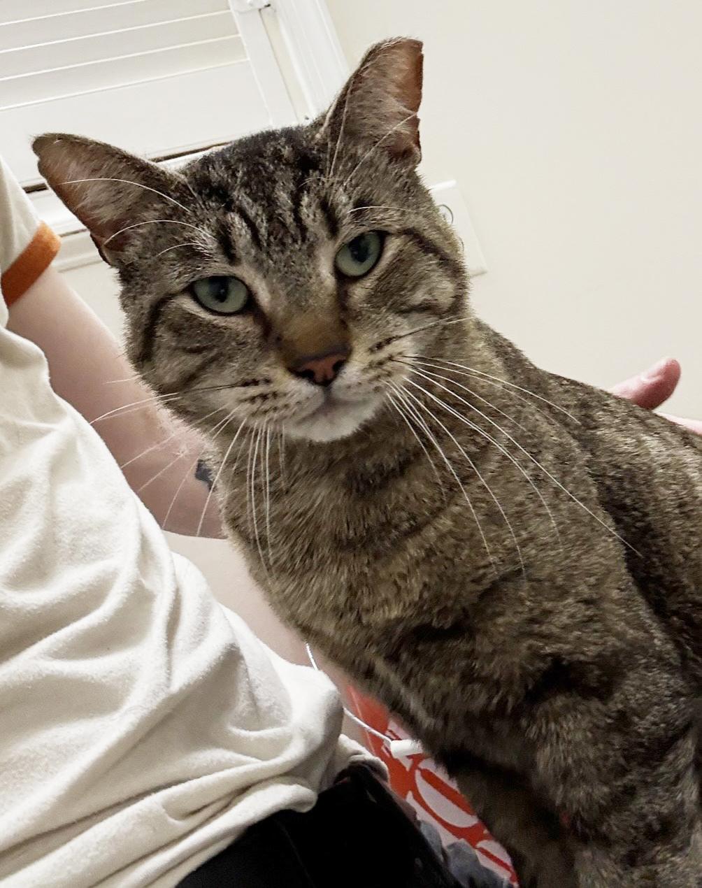 Enlarge Vinny Robinson, a Adoptable Domestic Short Hair in Philadelphia, PA image 5/6