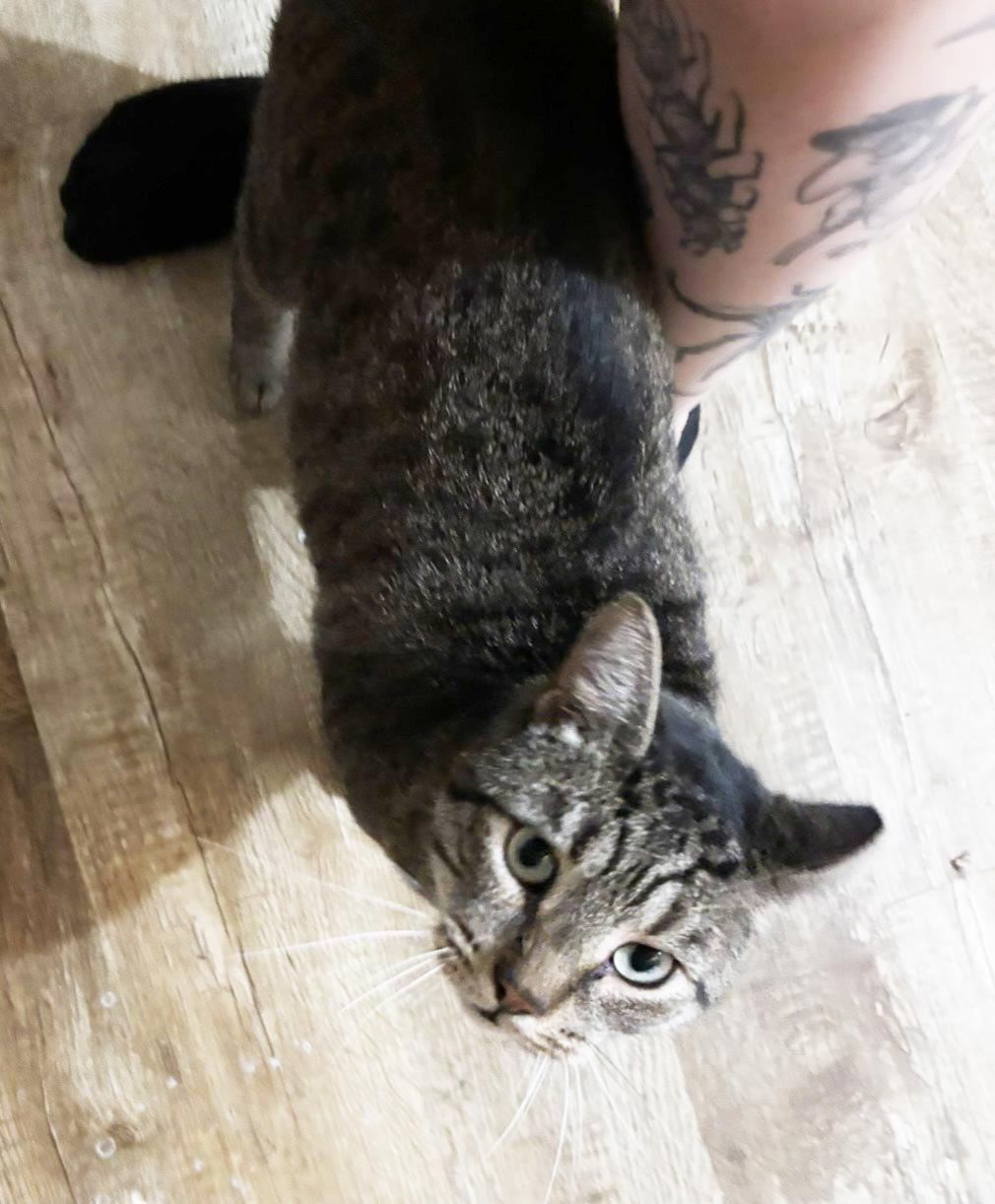 Enlarge Vinny Robinson, a Adoptable Domestic Short Hair in Philadelphia, PA image 6/6
