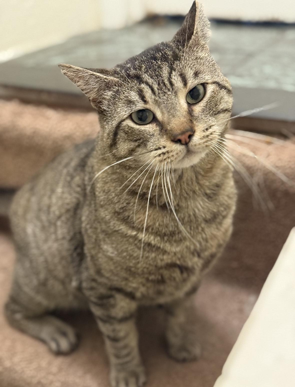 Enlarge Vinny Robinson, a Adoptable Domestic Short Hair in Philadelphia, PA image 1/6