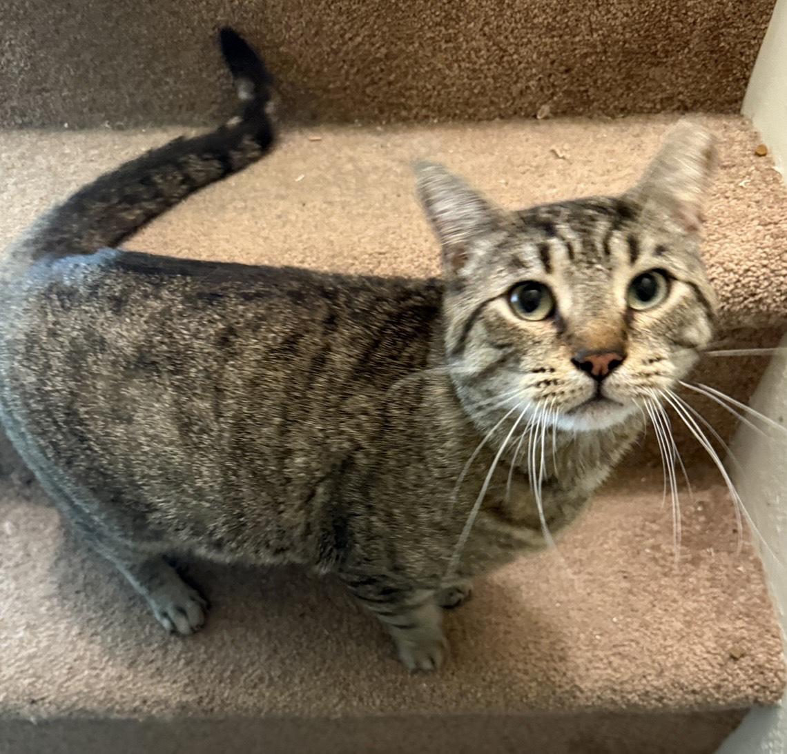 Enlarge Vinny Robinson, a Adoptable Domestic Short Hair in Philadelphia, PA image 2/6