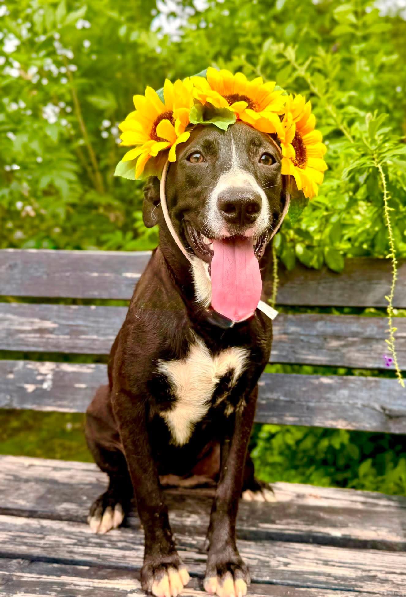 Wanda, Adoptable, Young Female Pointer & Terrier.