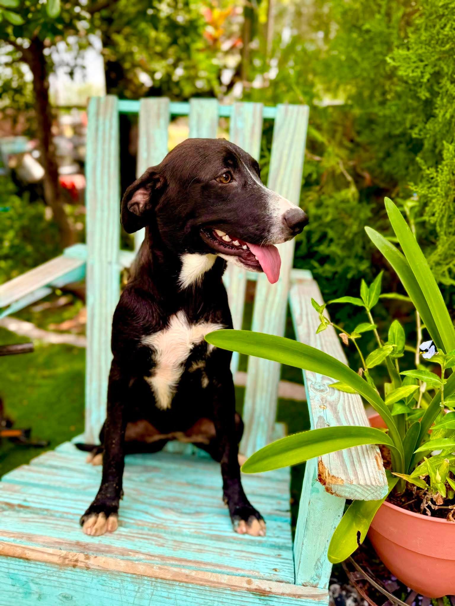 Enlarge Wanda, a Adoptable mixed breed in Nashua, NH image 4/6