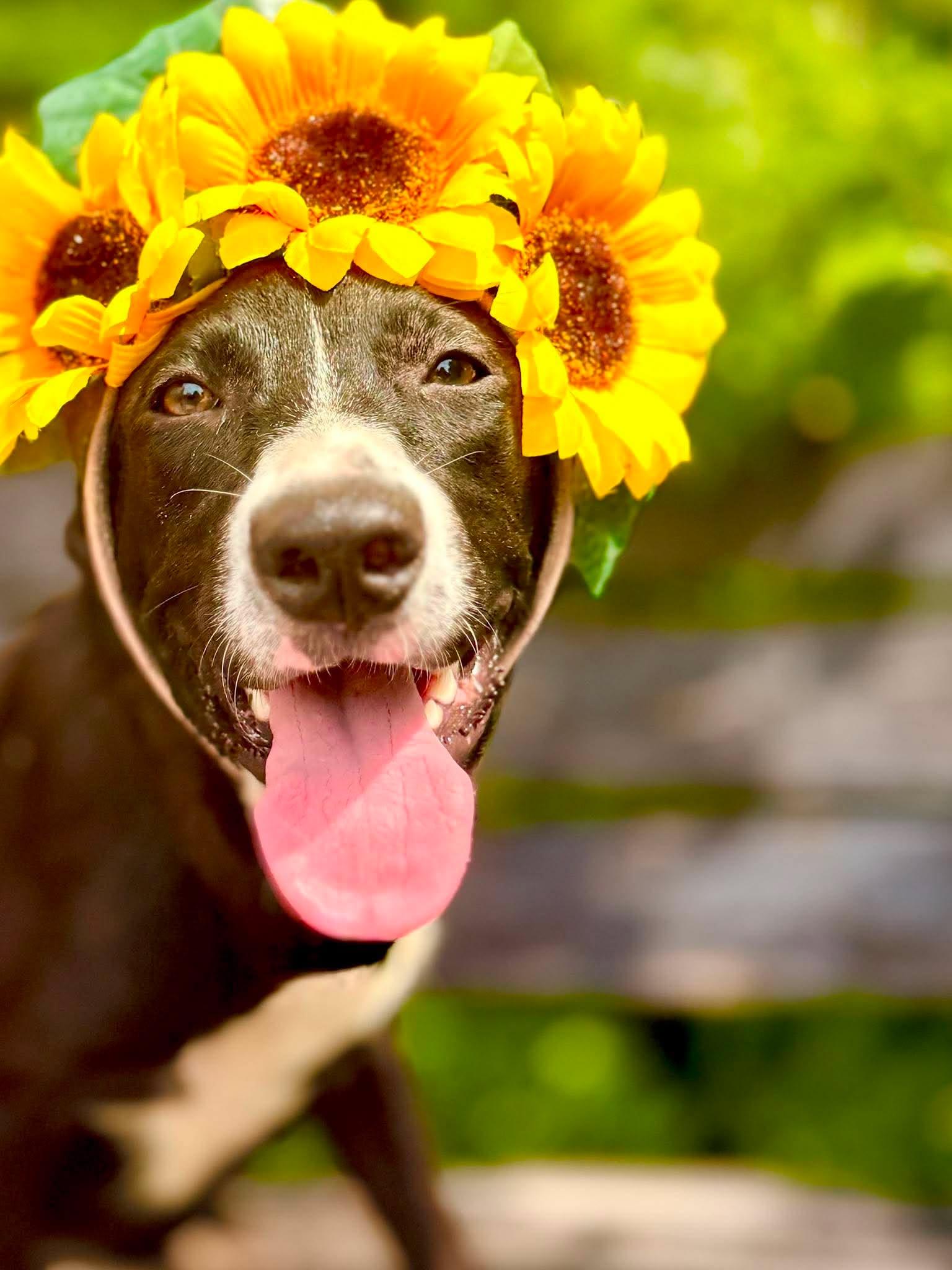 Enlarge Wanda, a Adoptable mixed breed in Nashua, NH image 3/6