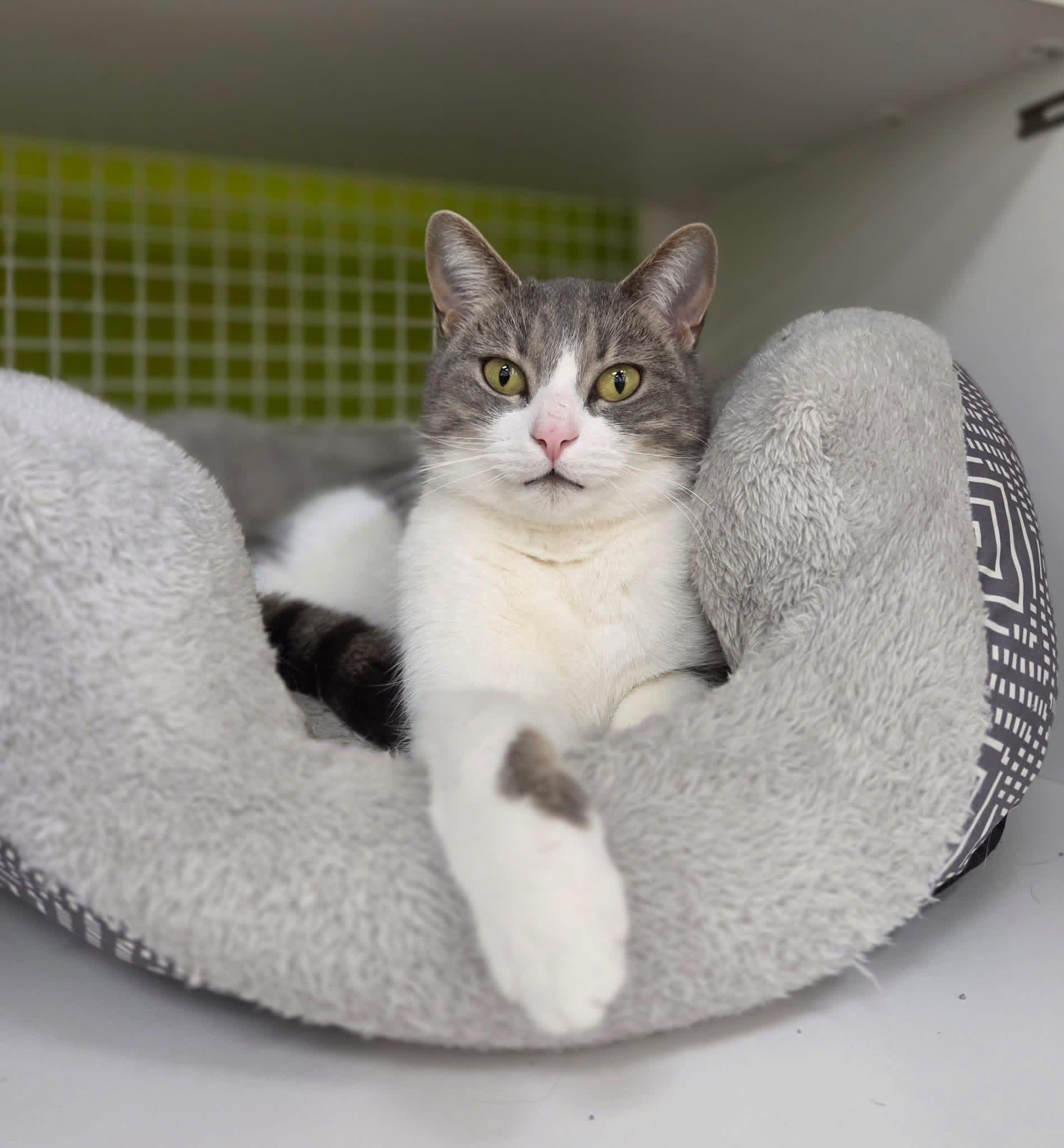 Moonleaf Cm thumbnail 2