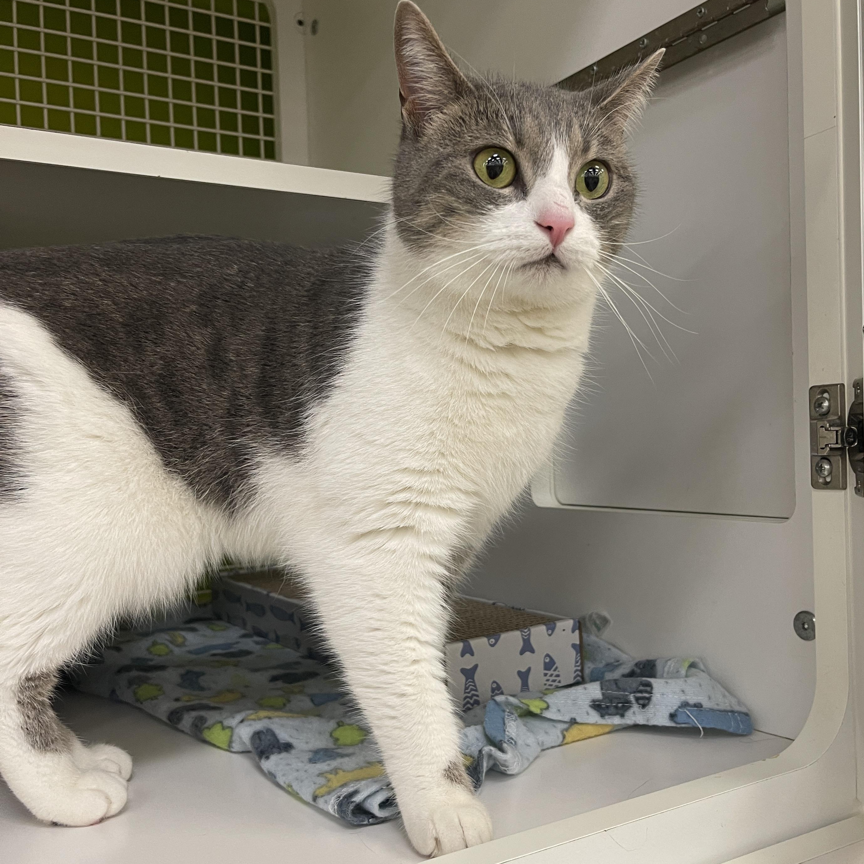 Moonleaf Cm thumbnail 4