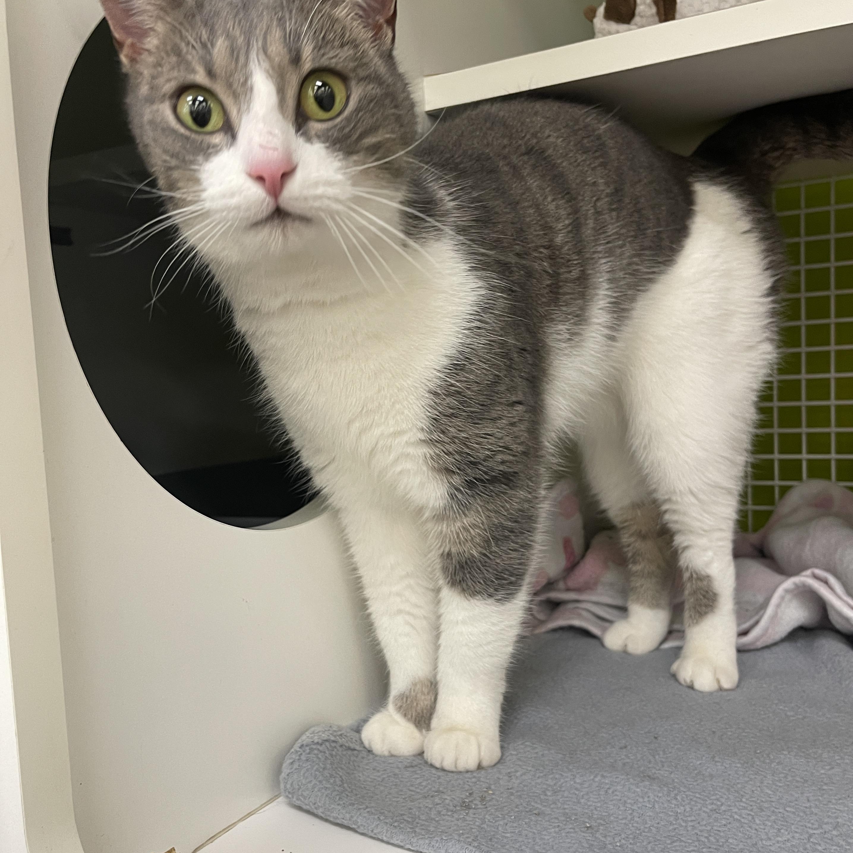 Moonleaf Cm thumbnail 6