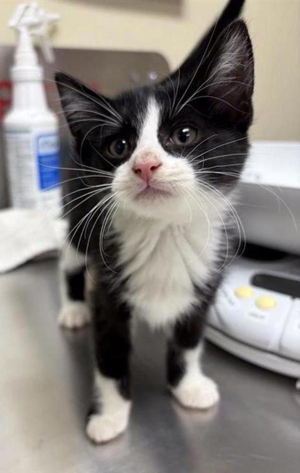 Batty, Adoptable, Kitten Male Domestic Short Hair.