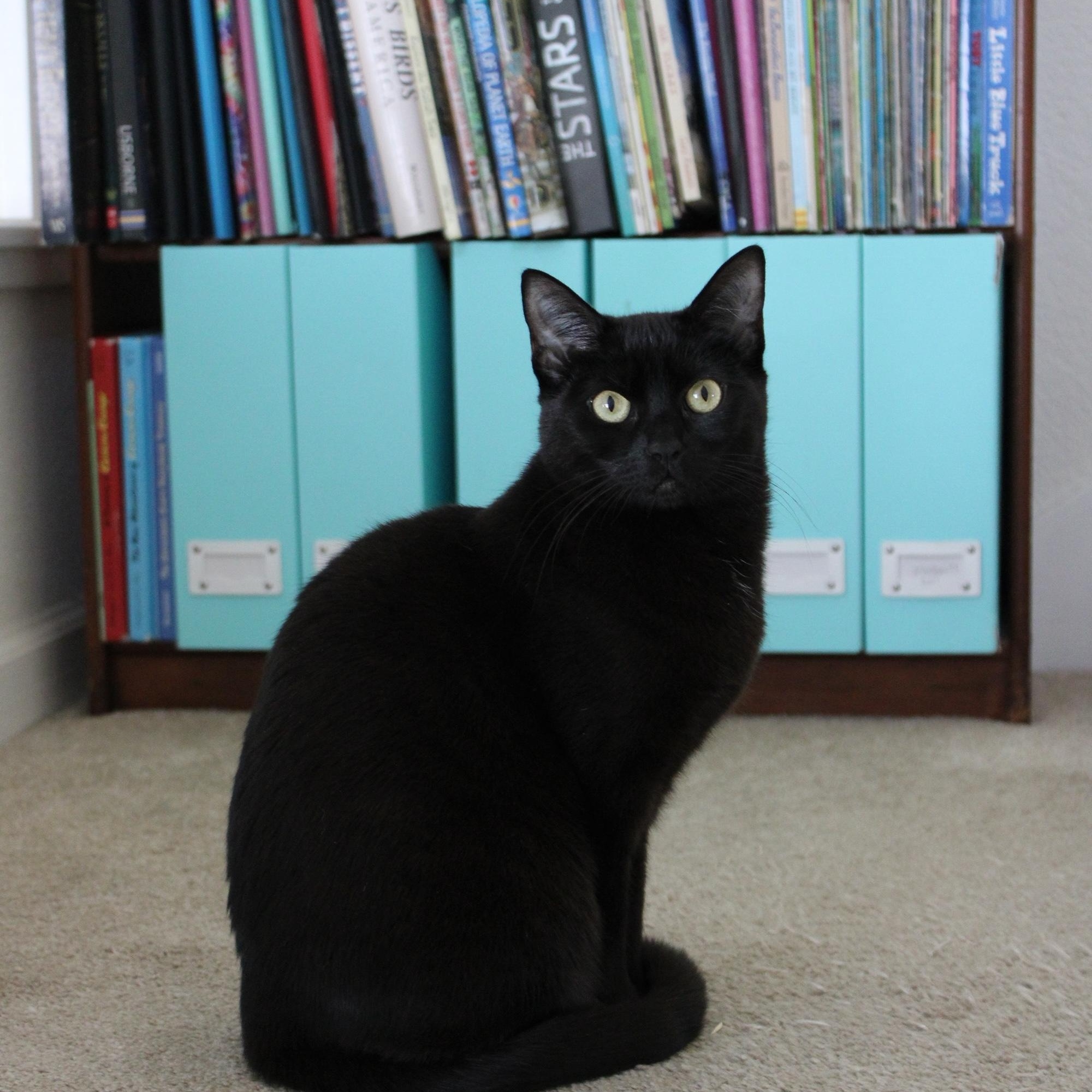 Mica [bonded with sister, Gerry], ADOPTABLE, Young Female Domestic Short Hair.