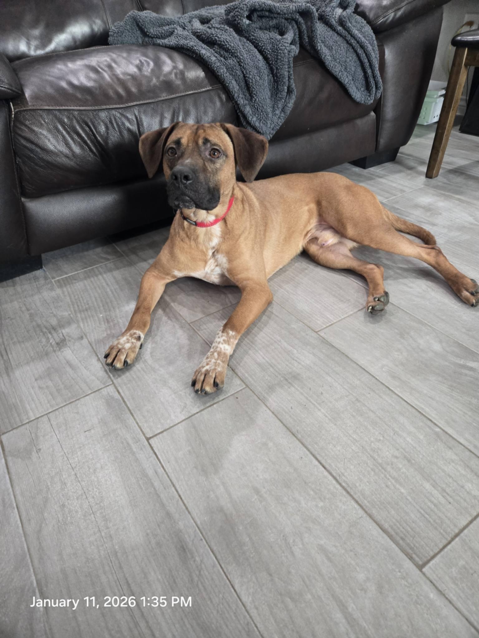 Enlarge Rocky, a ADOPTABLE mixed breed in Temple, TX image 5/6