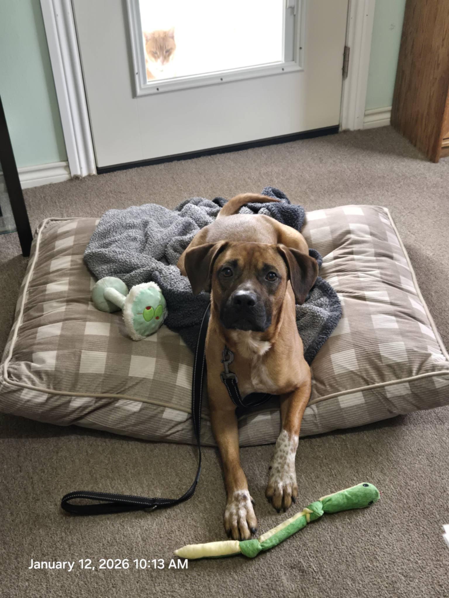 Enlarge Rocky, a ADOPTABLE mixed breed in Temple, TX image 3/6