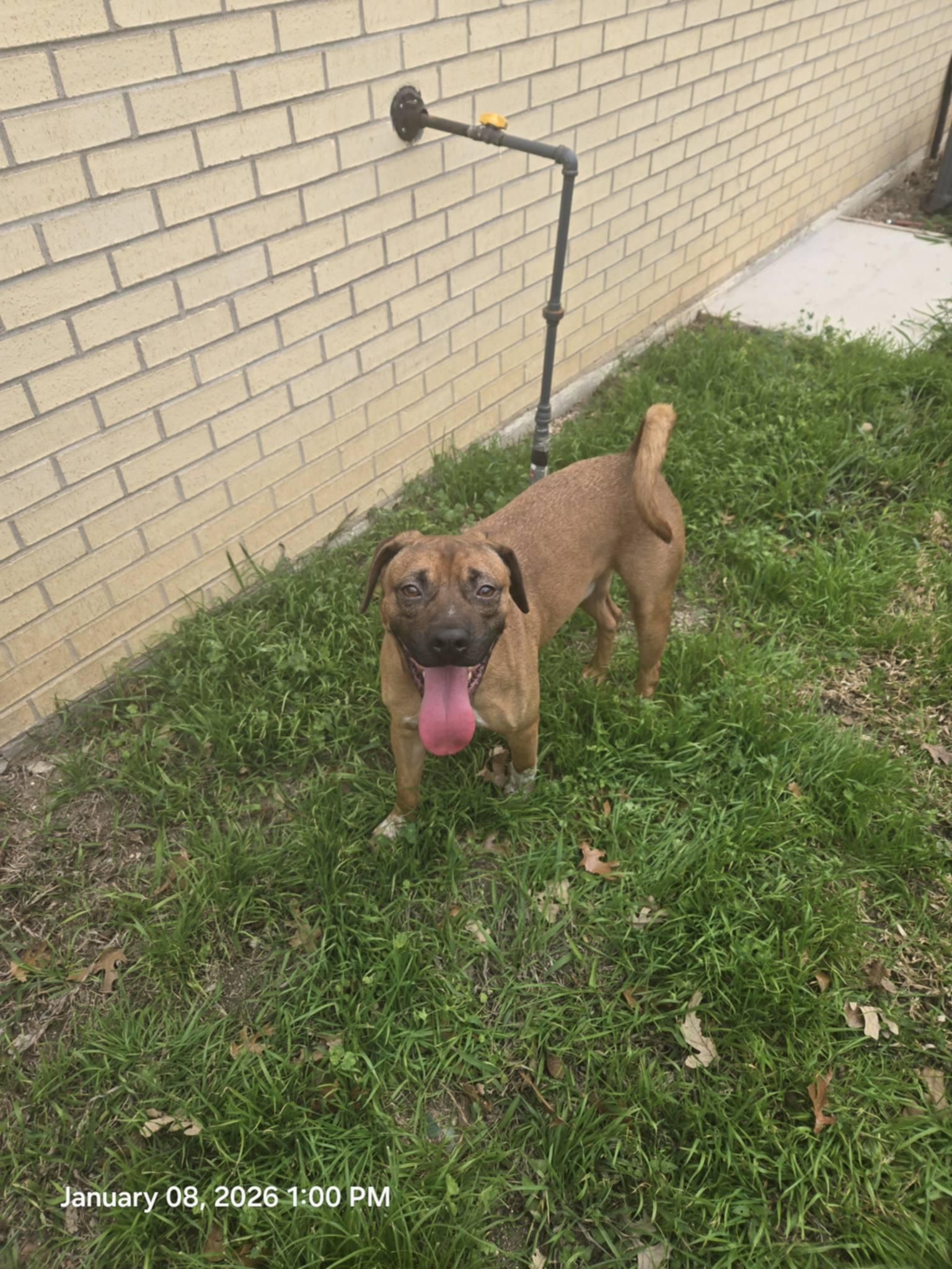 Enlarge Rocky, a ADOPTABLE mixed breed in Temple, TX image 2/6