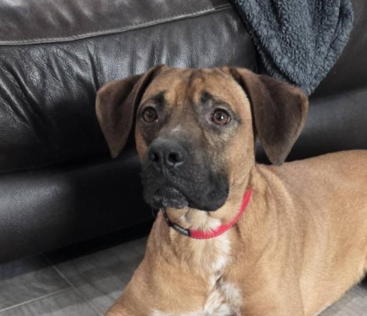 Enlarge Rocky, a ADOPTABLE mixed breed in Temple, TX image 1/6