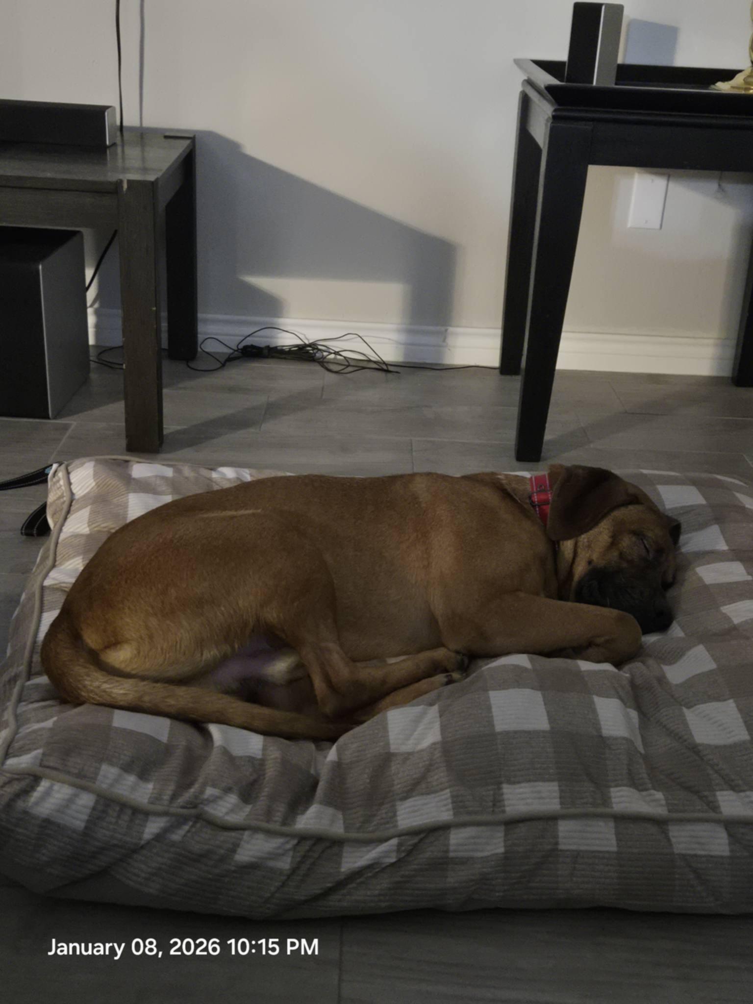 Enlarge Rocky, a ADOPTABLE mixed breed in Temple, TX image 4/6