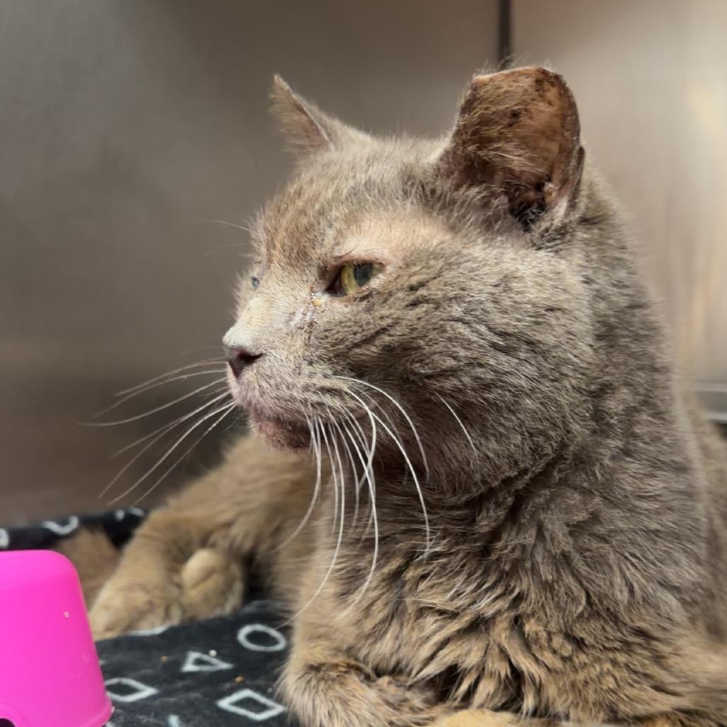 Wave, Adoptable, Adult Female Domestic Short Hair.