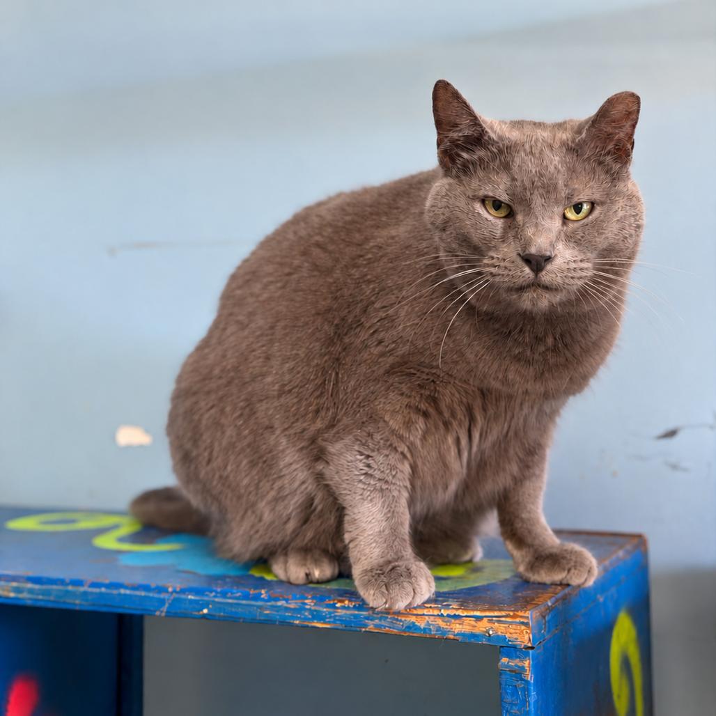 Enlarge Wave, a Adoptable Domestic Short Hair in Henderson, KY image 1/2