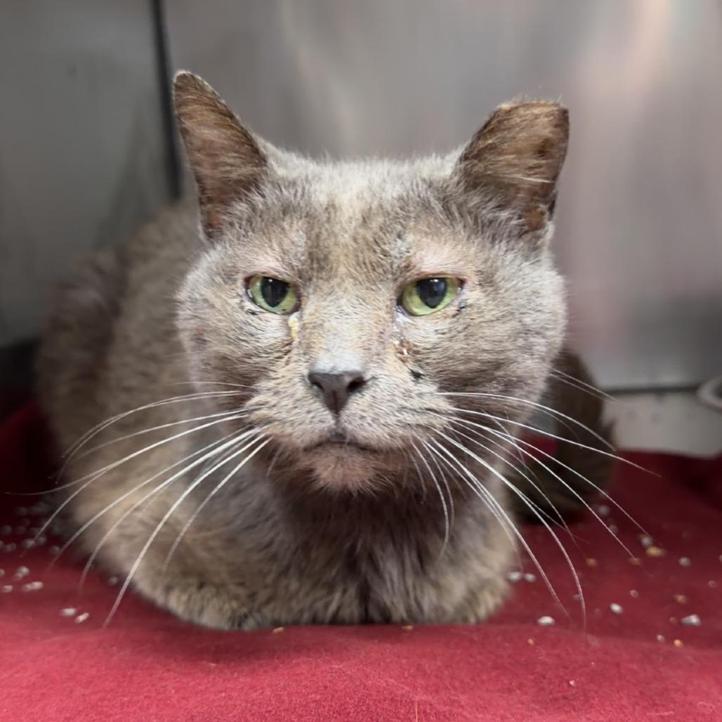 Enlarge Wave, a Adoptable Domestic Short Hair in Henderson, KY image 2/2