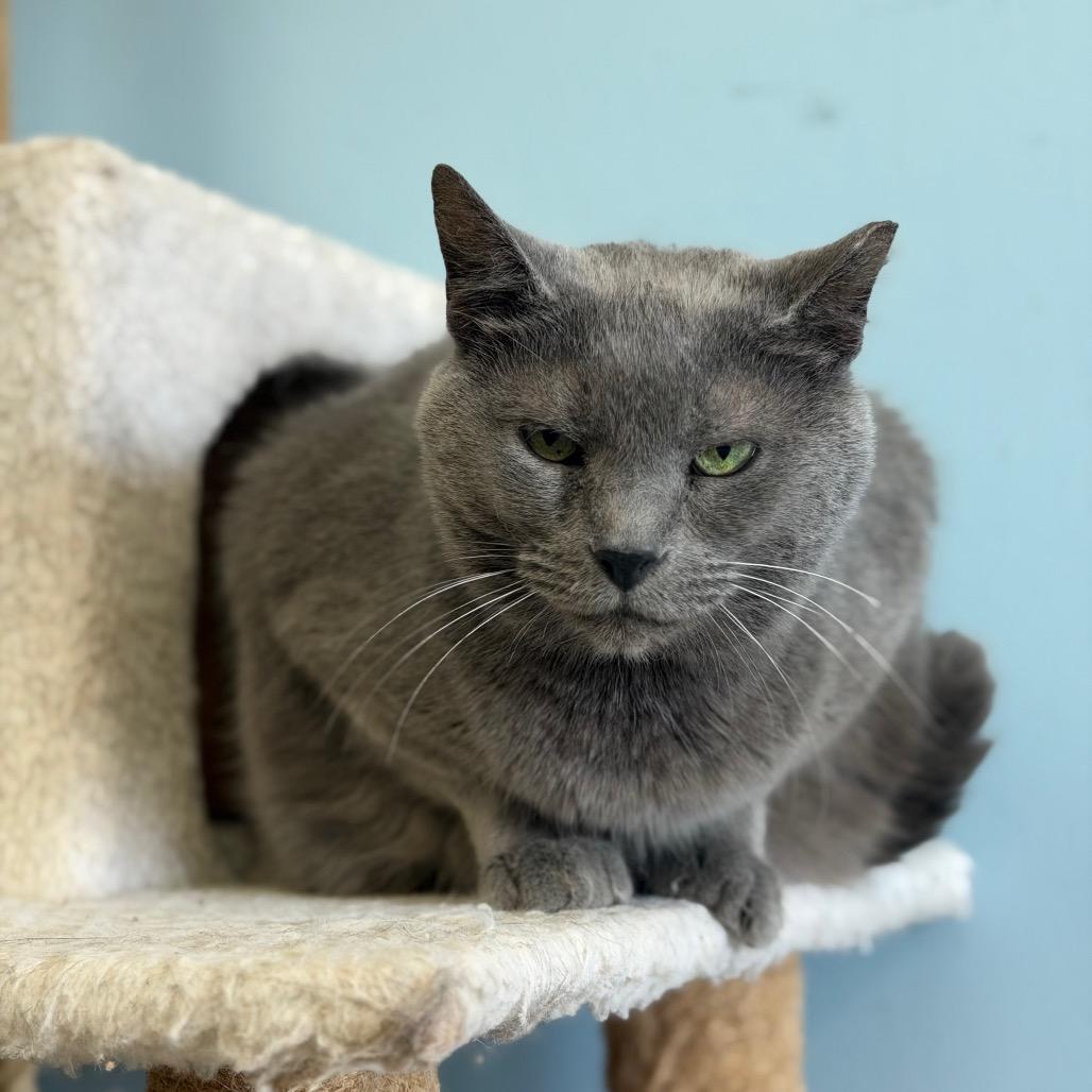 Enlarge Wave, a Adoptable Domestic Short Hair in Henderson, KY image 2/2
