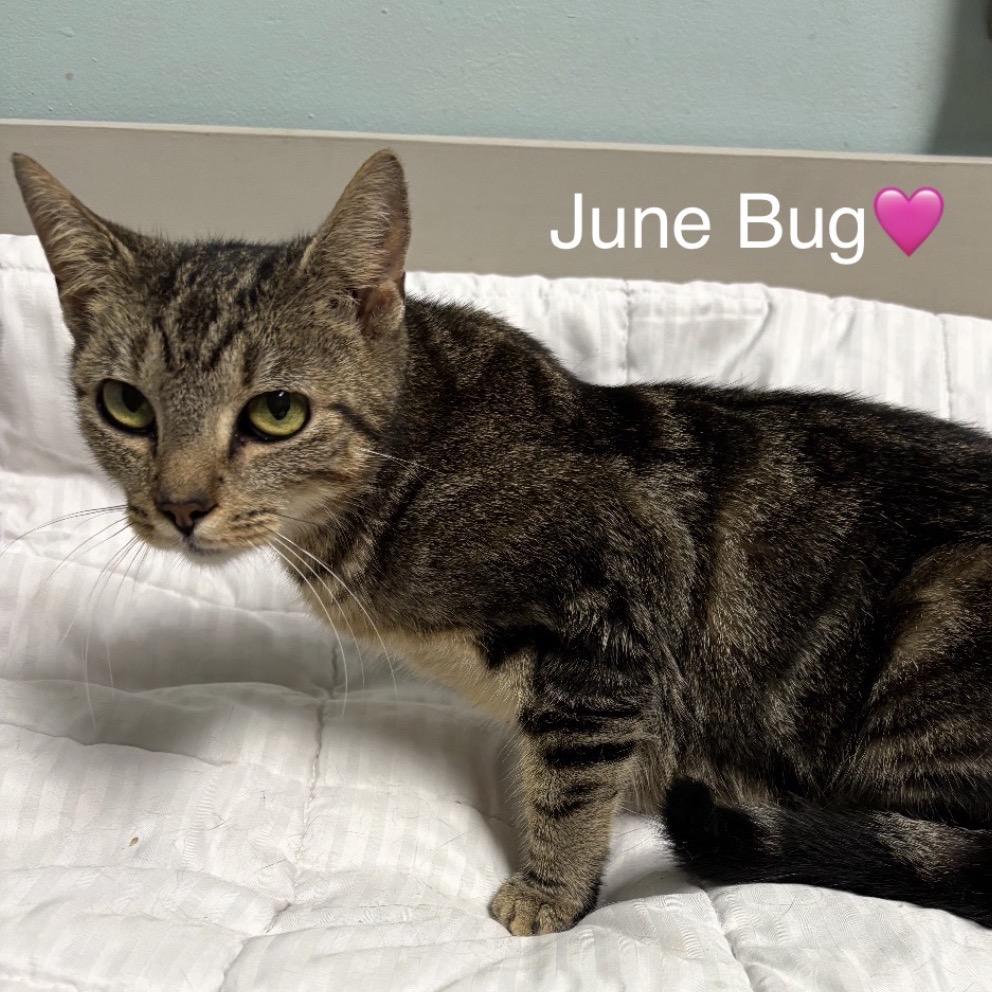Enlarge June Bug, a Adoptable Domestic Short Hair in Peachtree City, GA image 2/3