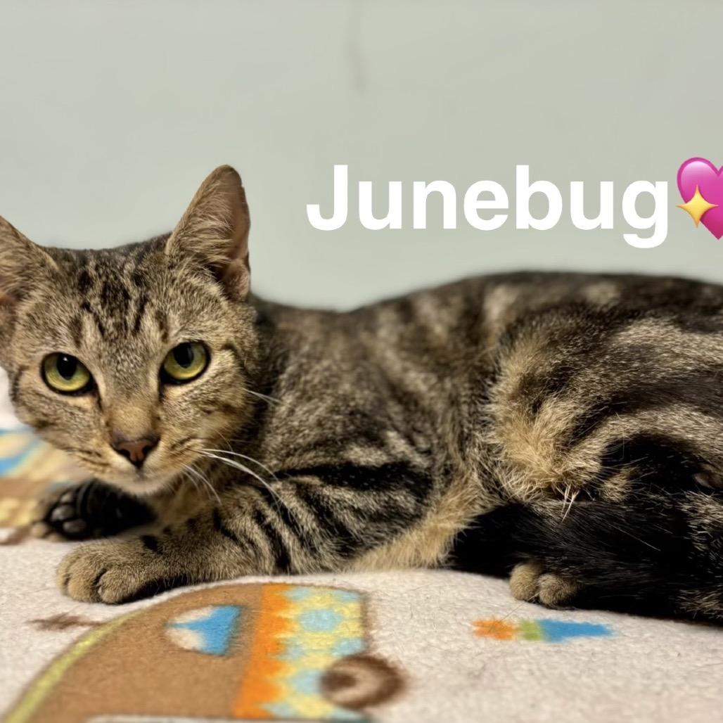 Enlarge June Bug, a Adoptable Domestic Short Hair in Peachtree City, GA image 3/3