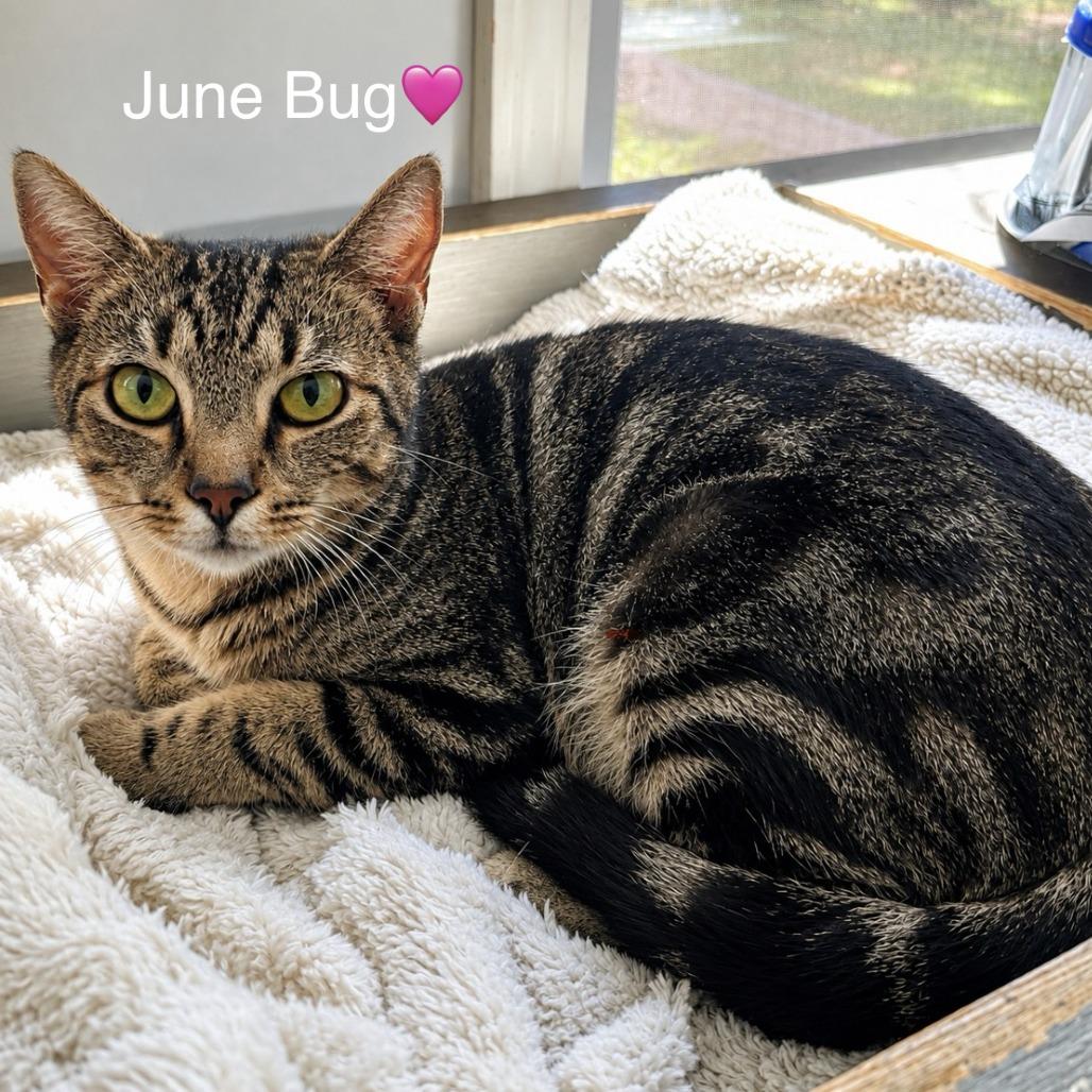 Enlarge June Bug, a Adoptable Domestic Short Hair in Peachtree City, GA image 1/3