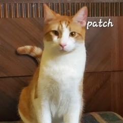 Enlarge Patch - foster care, a Adoptable mixed breed in Newport, NC image 2/3