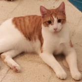 Enlarge Patch - foster care, a Adoptable mixed breed in Newport, NC image 3/3