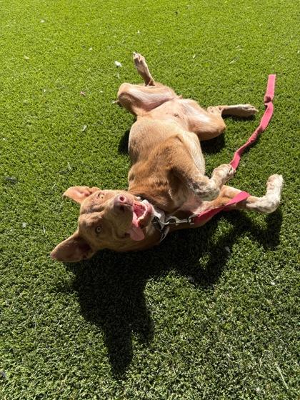 Enlarge Tabasco Tabby, a Adoptable mixed breed in Fresno, CA image 1/3