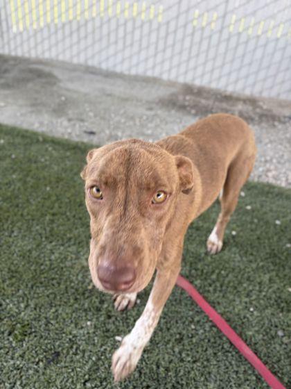 Enlarge Tabasco Tabby, a Adoptable mixed breed in Fresno, CA image 2/3