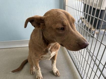 Enlarge Tabasco Tabby, a Adoptable mixed breed in Fresno, CA image 3/3