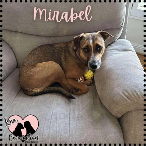 Mirabel, ADOPTABLE, Young Female Shepherd.