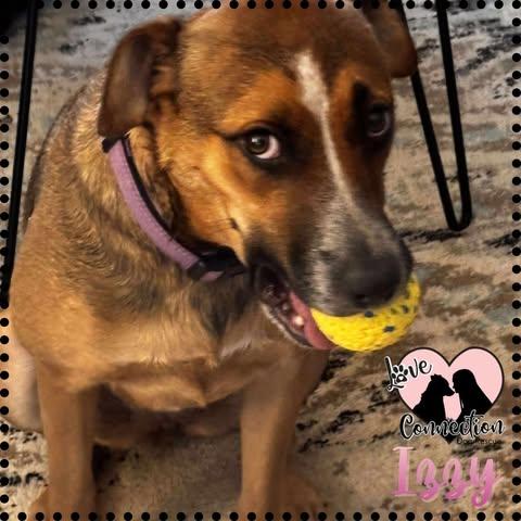 Izzy, a ADOPTABLE mixed breed in Gilbert, AZ image 1/2