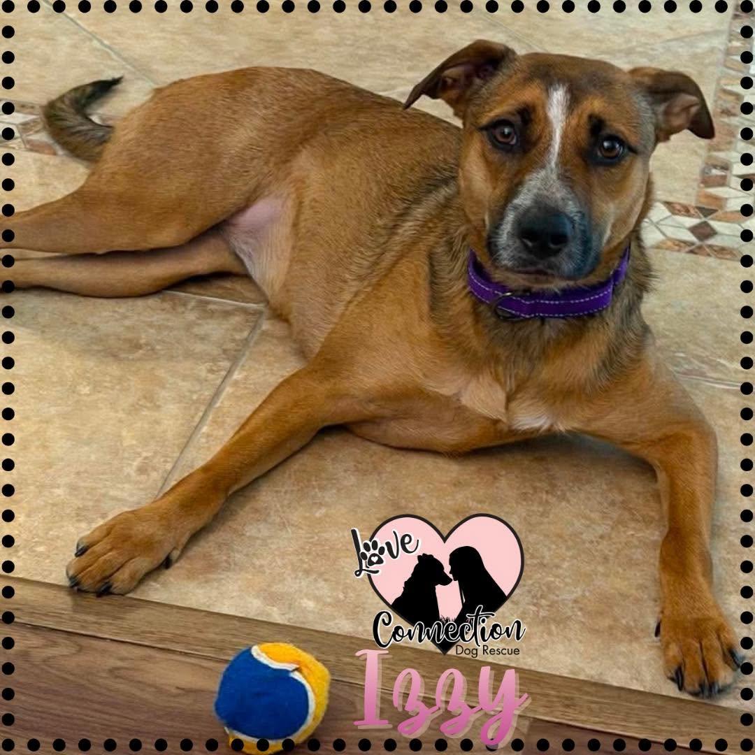 Enlarge Izzy, a ADOPTABLE mixed breed in Gilbert, AZ image 1/1