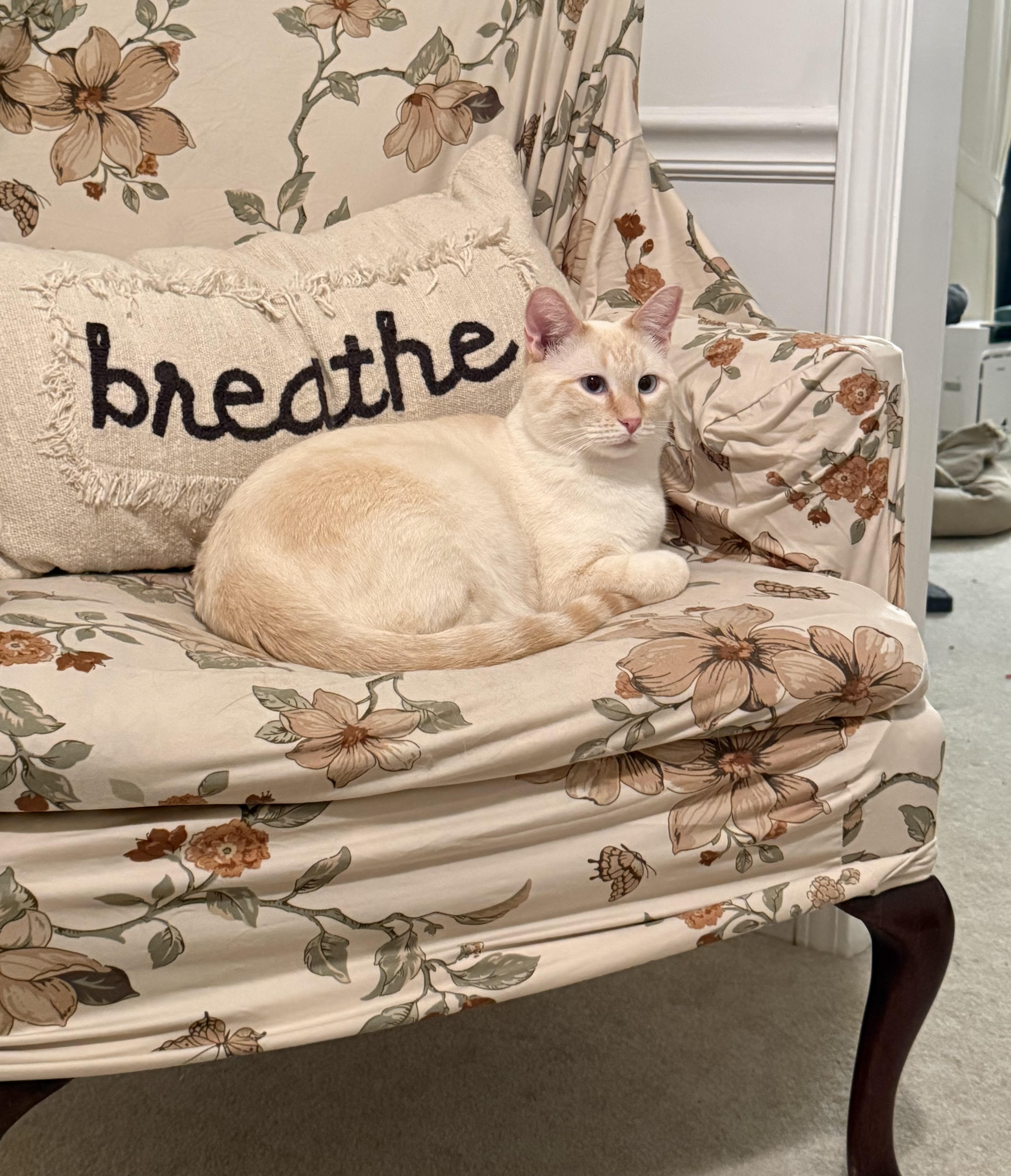 Opie photo