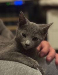 Enlarge Buzz, a Adoptable Domestic Short Hair in McKinney, TX image 1/1