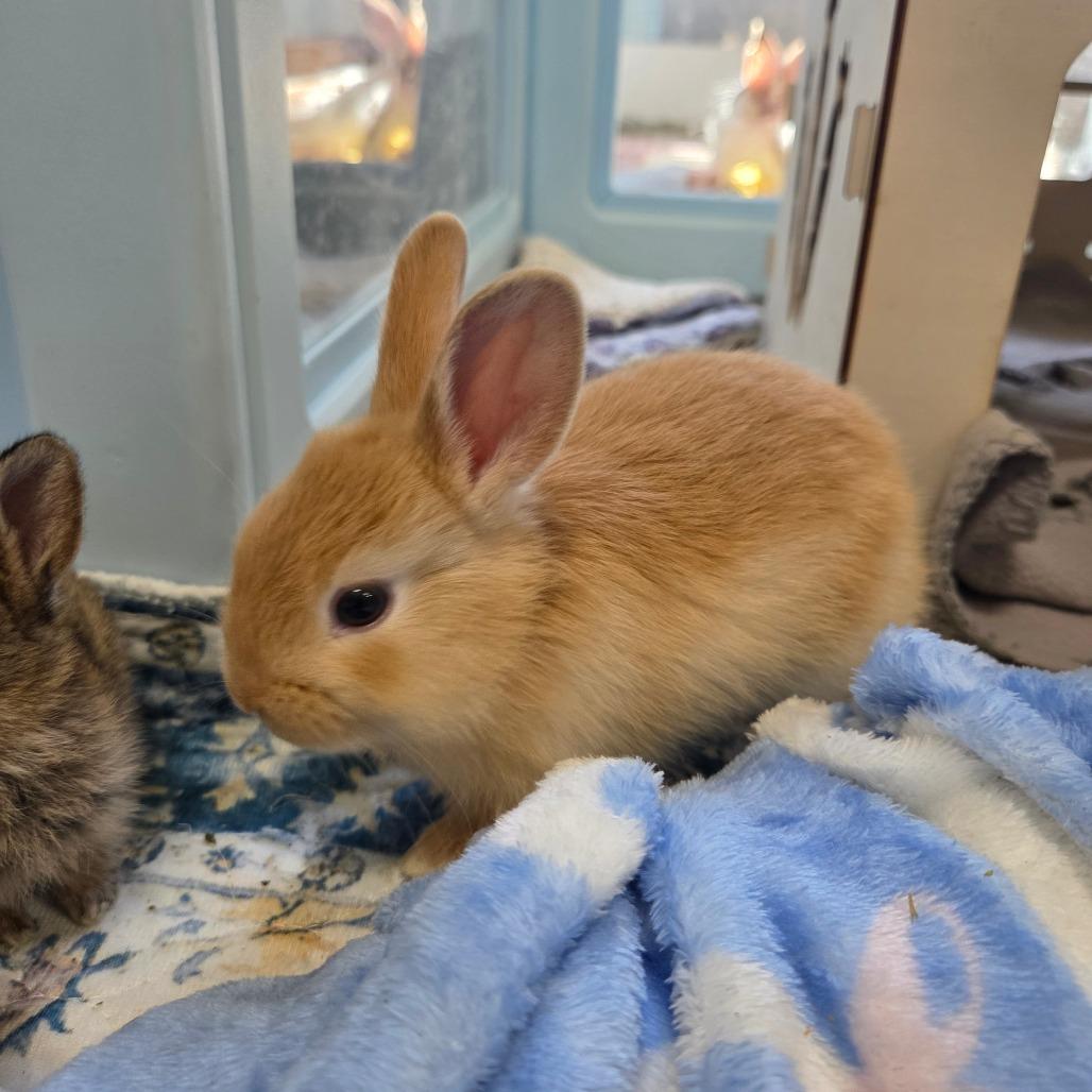 Enlarge Piglet (bonded to Kanga), a Adoptable Bunny Rabbit in Hilliard , FL image 1/1