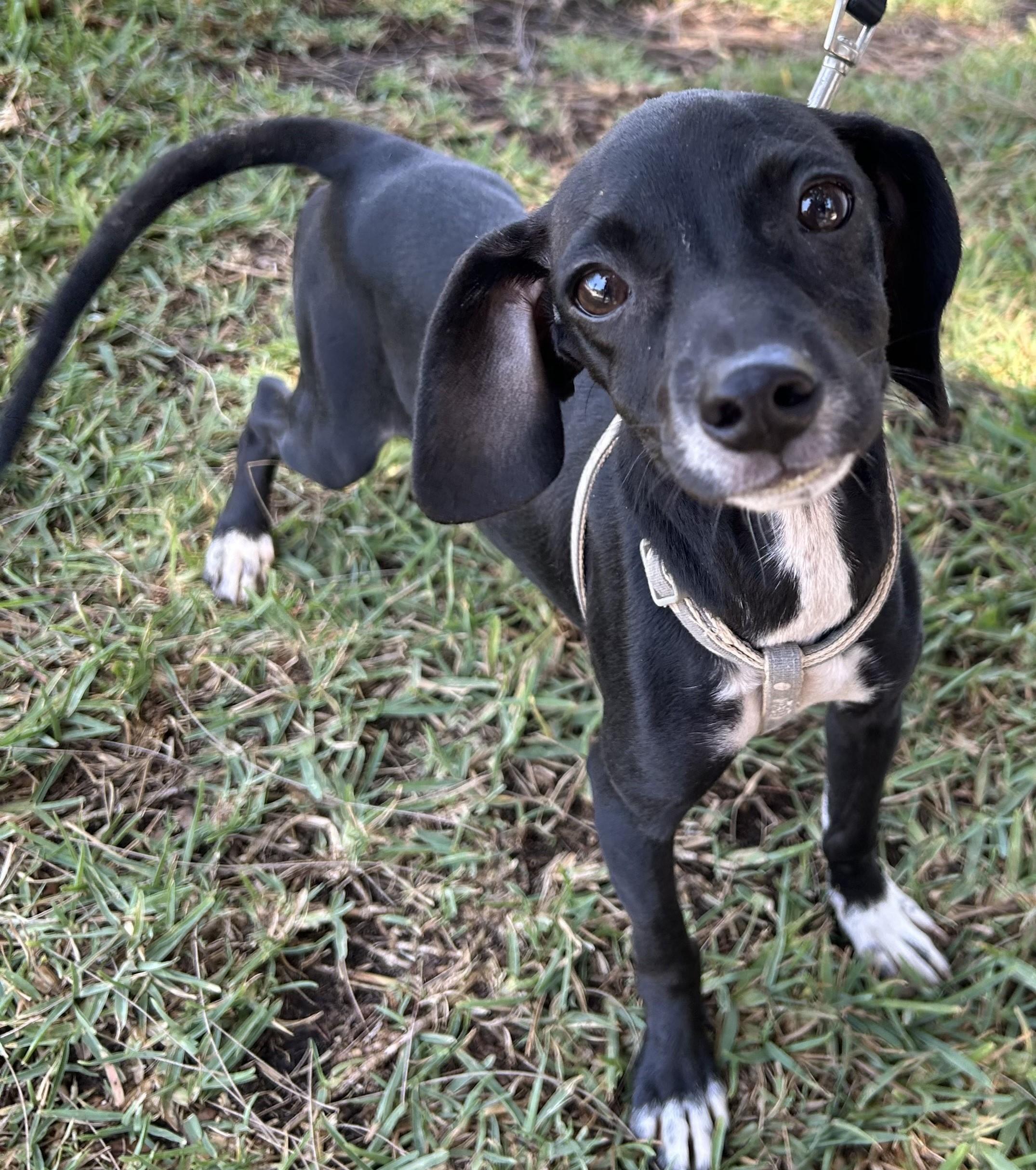 DAISY