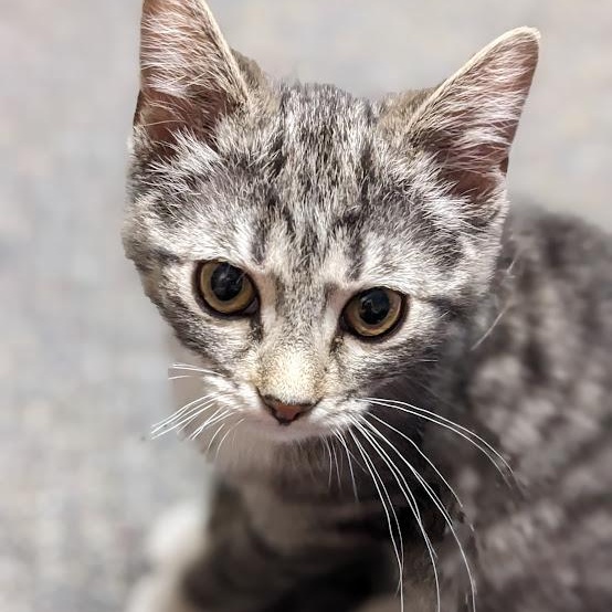 Enlarge Monica Geller, an adopted Tabby in Knox, PA image 3/3