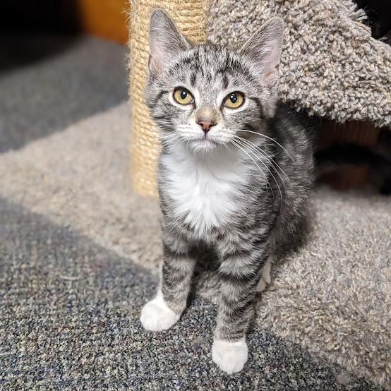 Enlarge Monica Geller, an adopted Tabby in Knox, PA image 2/3