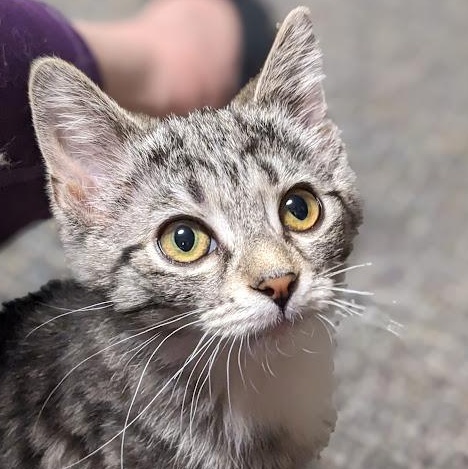 Enlarge Monica Geller, an adopted Tabby in Knox, PA image 1/3