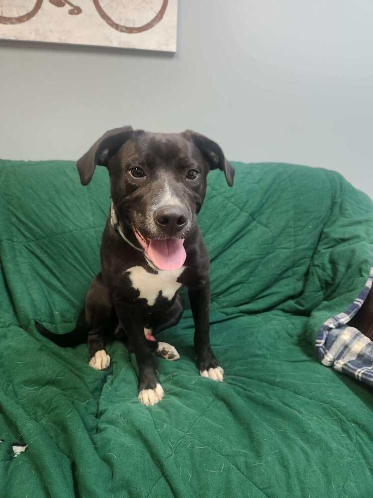 Enlarge VIPER, a Adoptable mixed breed in Lexington, TN image 1/1