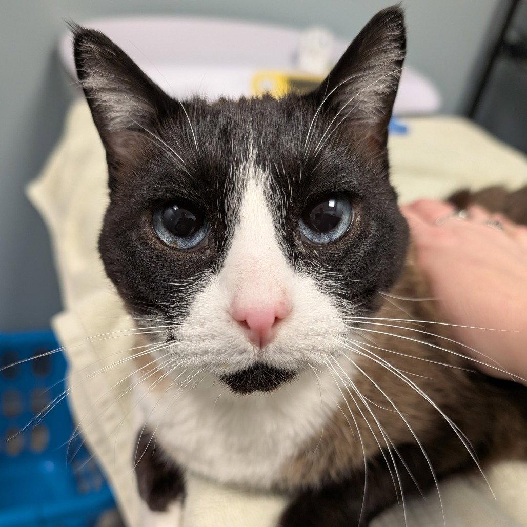 Gympsy, Adoptable, Senior Male Snowshoe.