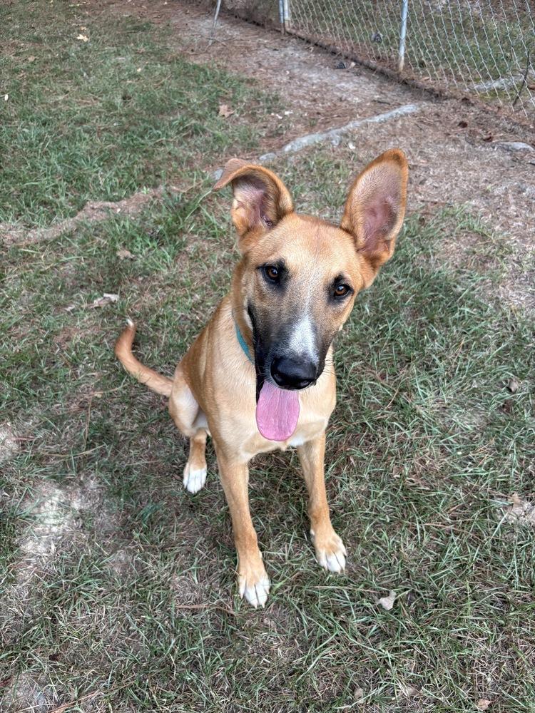 Hercules, Adoptable, Adult Male German Shepherd Dog.