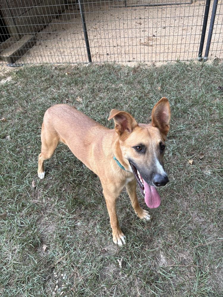 Enlarge Hercules, a Adoptable mixed breed in Boston, MA image 2/6